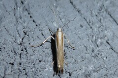 Orocrambus vittellus