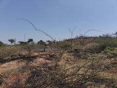 Vanellus malabaricus