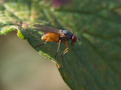 Pegomya bicolor
