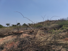 Vanellus malabaricus