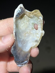 Isognomon