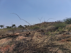 Vanellus malabaricus