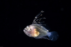 Psettodes erumei