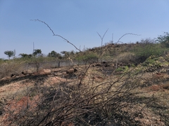 Vanellus malabaricus