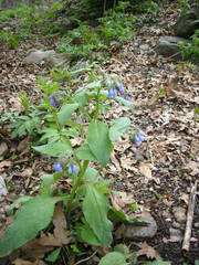 Symphytum caucasicum