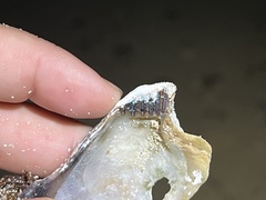 Isognomon