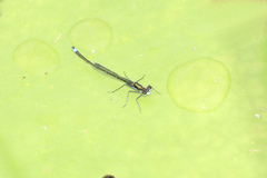 Austrocnemis splendida