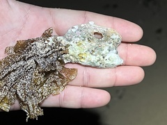 Isognomon