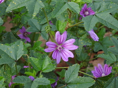Malva sylvestris