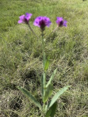Verbena rigida
