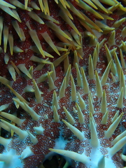 Acanthaster