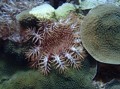Acanthaster