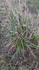 Carex pendula