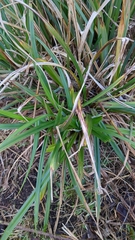 Carex pendula