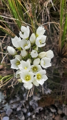 Gentianella montana