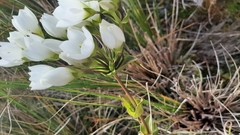 Gentianella montana