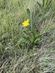 Hypoxis hemerocallidea