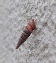 Alinda biplicata