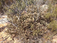 Arctostaphylos glauca
