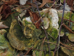 Entomobryoidea