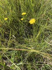 Hypochaeris radicata