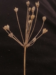 Allium rubens