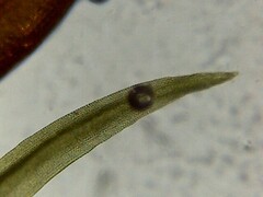 Ulota crispa