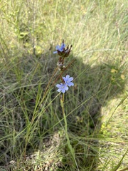 Aristea abyssinica