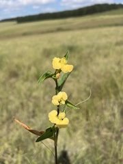 Commelina africana