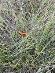 Catacroptera cloanthe