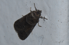 Tortricodes alternella