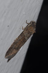 Tortricodes alternella