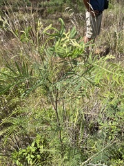 Acacia mearnsii