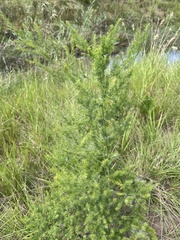 Asparagus setaceus