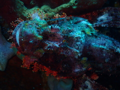 Scorpaenopsis oxycephalus