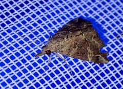 Hypena laceratalis