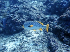 Plectorhinchus lineatus