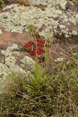 Crassula alba