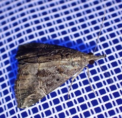 Hypena laceratalis
