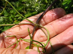Clematis brachiata