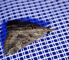 Hypena laceratalis