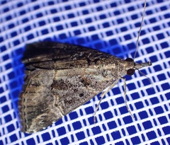 Hypena laceratalis