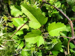 Clematis brachiata