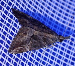 Hypena laceratalis
