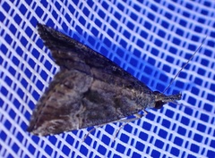 Hypena laceratalis