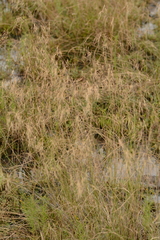 Aristida diffusa