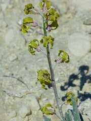 Matthiola fragrans