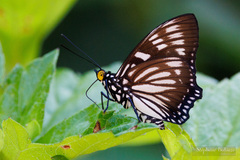 Euripus nyctelius