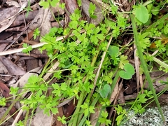 Ranunculus sessiliflorus sessiliflorus