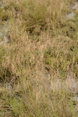 Aristida diffusa